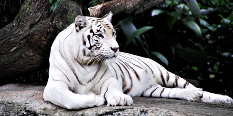 capture-the-white-tiger